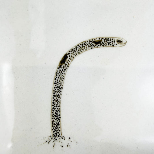 Sq. Plate Spotted Garden Eel/Splendid Garden Eel (6.5"D) by Takunobu Sawada